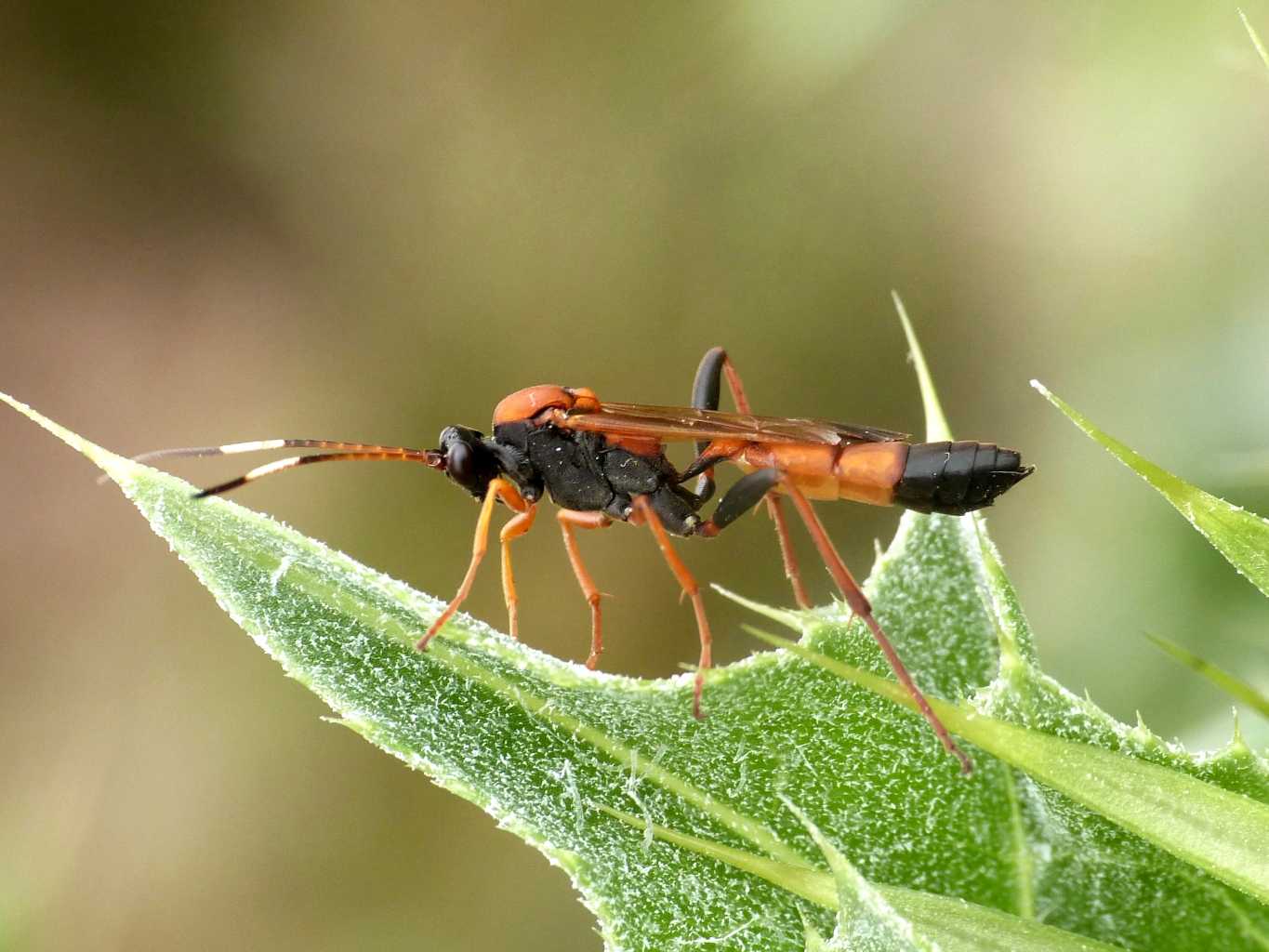 Ichneumonidae su cardo: Ctenochares bicolorus